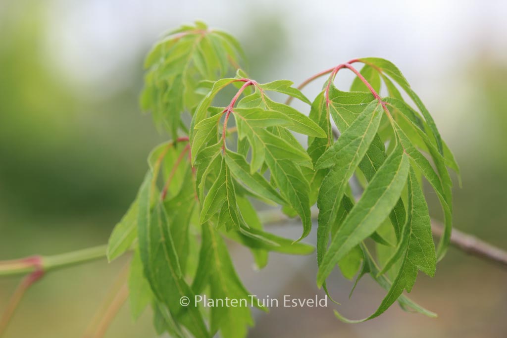 Acer negundo ‚Tadeusz Szymanowski‘