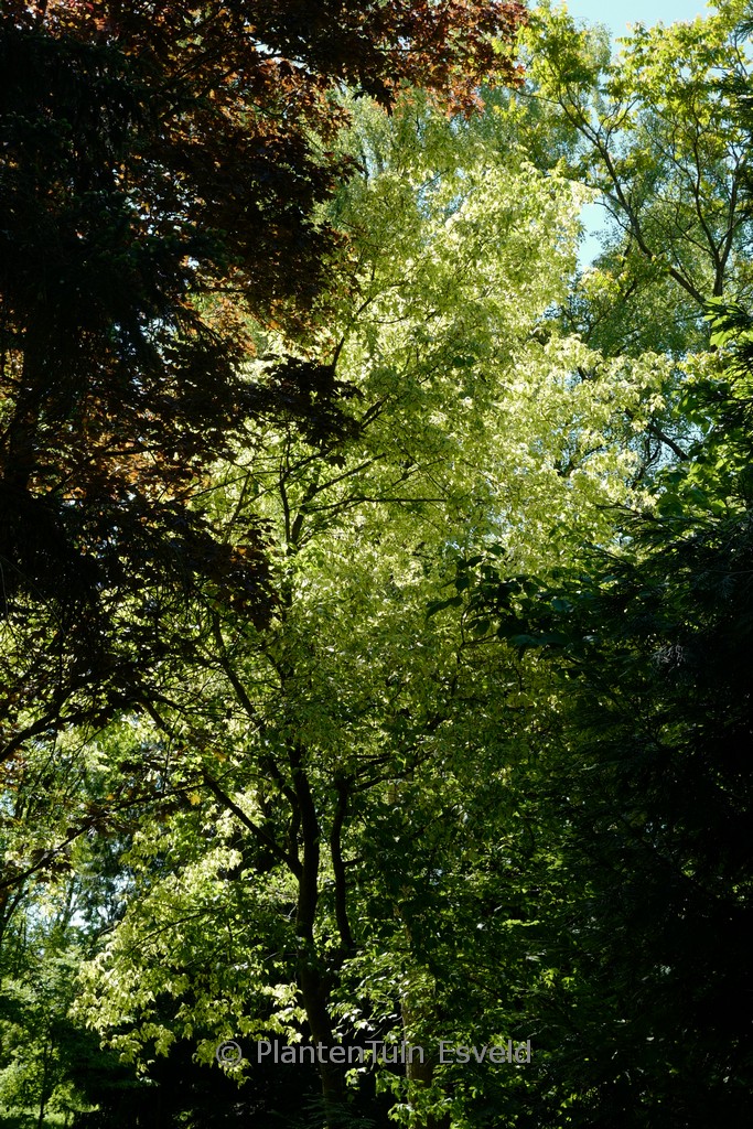 Acer negundo ‚Variegatum‘