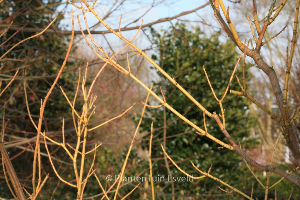 Acer negundo ‚Winter Lightning‘