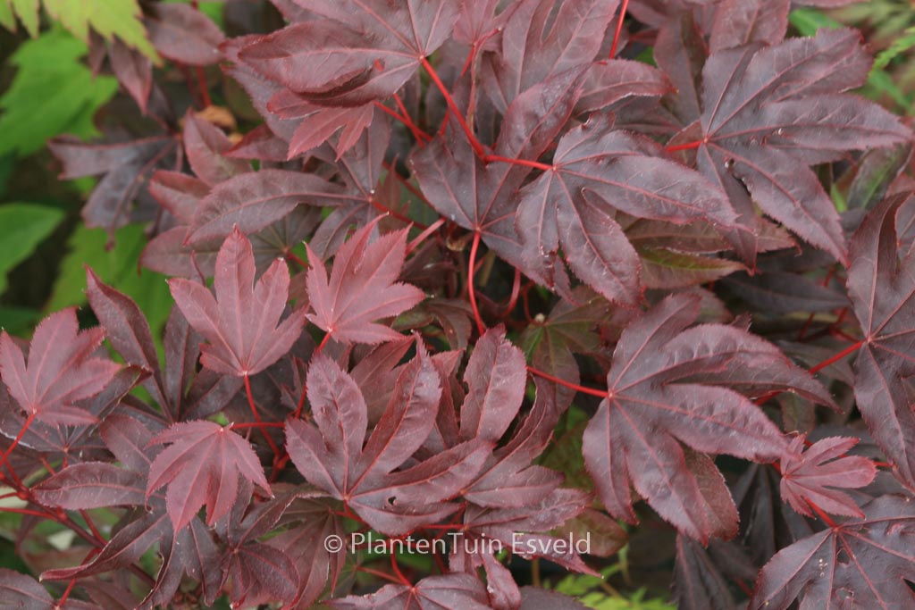 Acer palmatum ‚Adriaan’s Compact‘