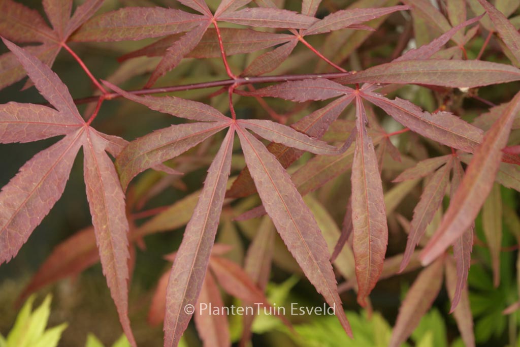 Acer palmatum ‚Aka-hosada‘