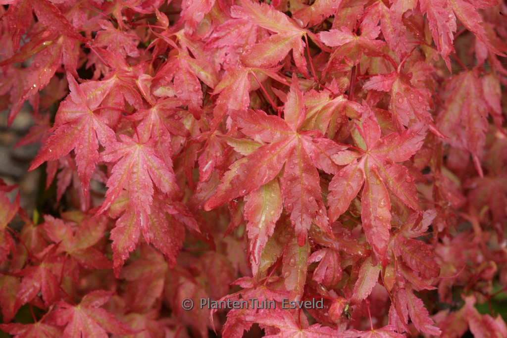 Acer palmatum ‚Akaji-nishiki‘