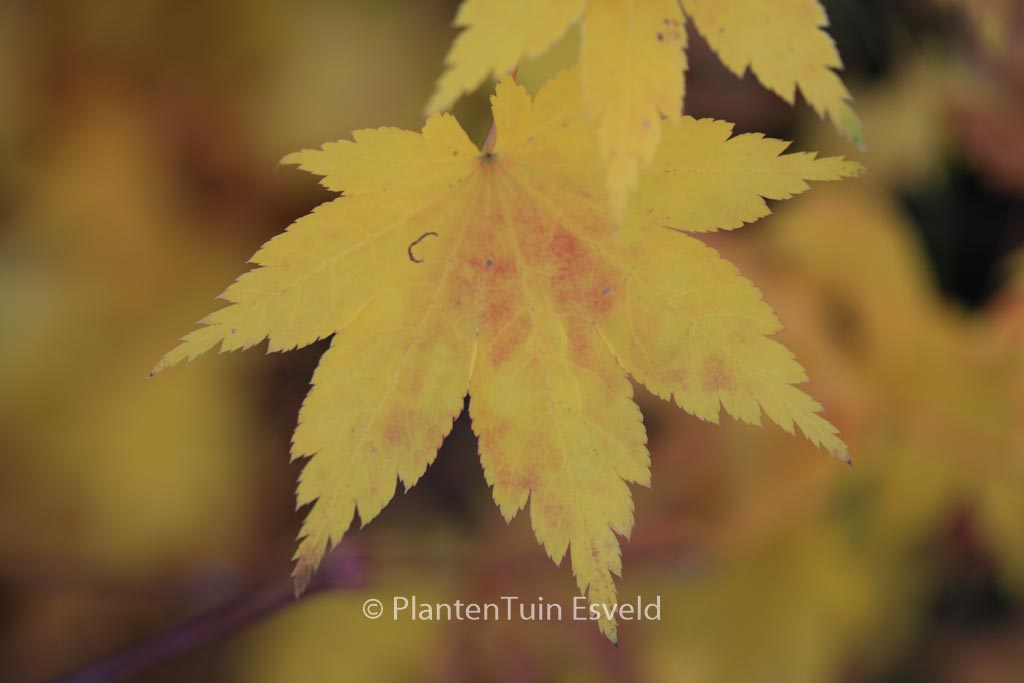 Acer palmatum ‚Aki-tsuma-gaki‘