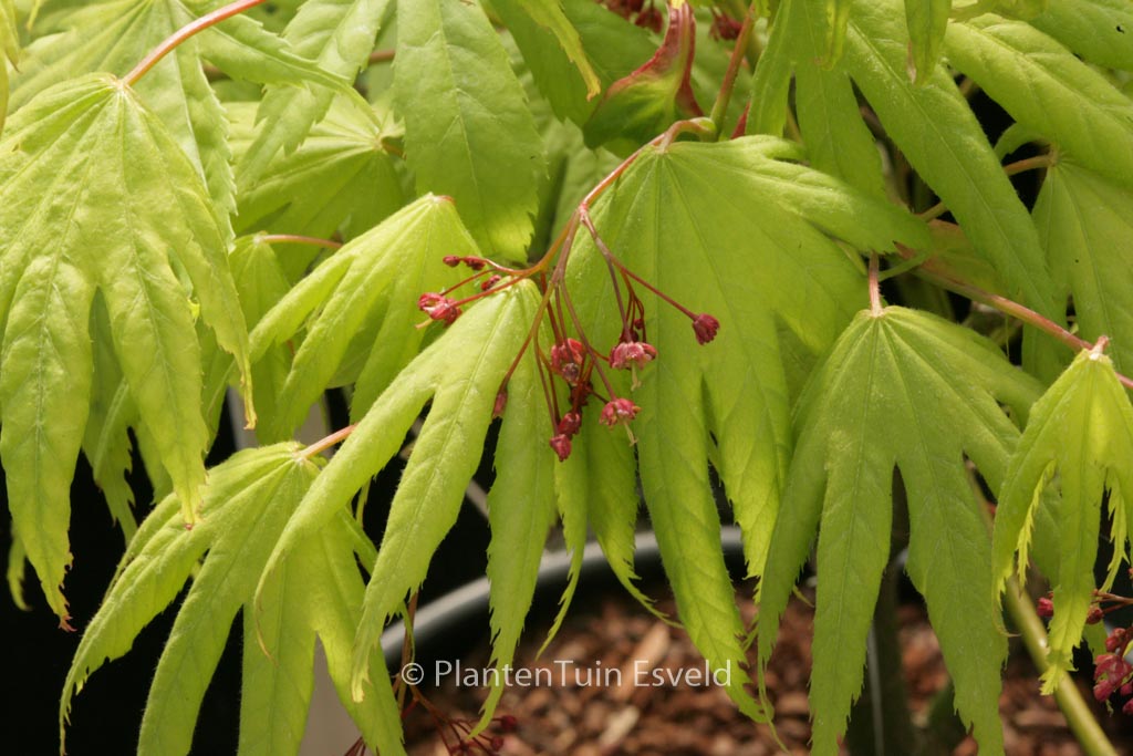Acer palmatum ‚Akishino‘