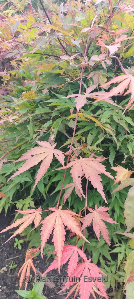 Acer palmatum ‚Aksel‘
