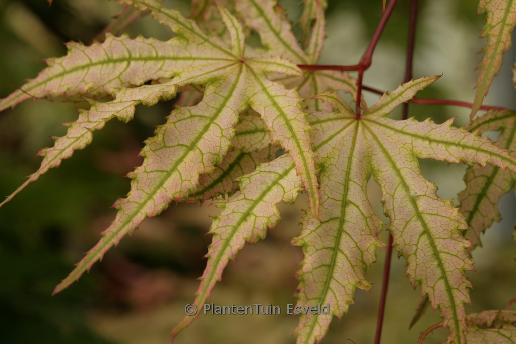 Acer palmatum ‚Alexandre II‘