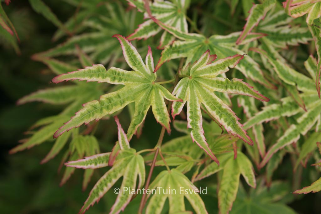 Acer palmatum ‚Alpenweiss‘