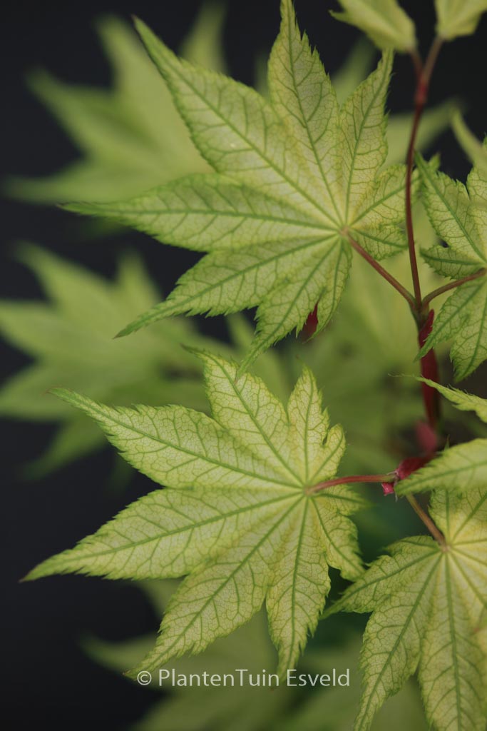 Acer palmatum ‚Alpine Silver Thread‘