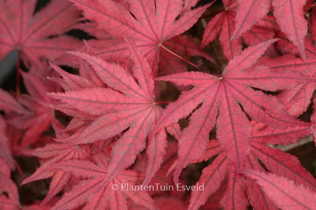 Acer palmatum ‚Amagi-shigure‘
