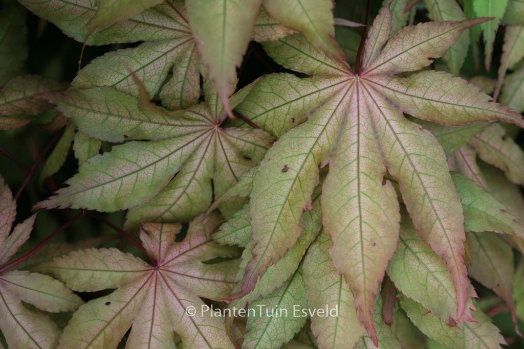 Acer palmatum ‚Amber Ghost‘