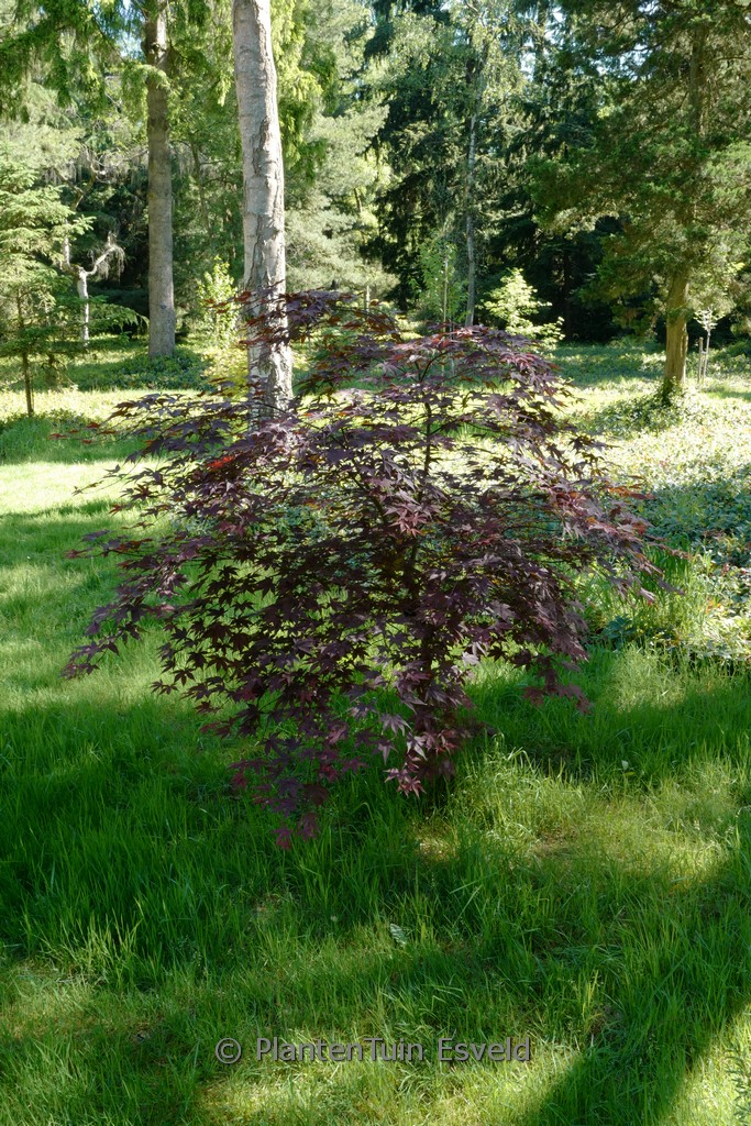 Acer palmatum ‚Andras 1‘