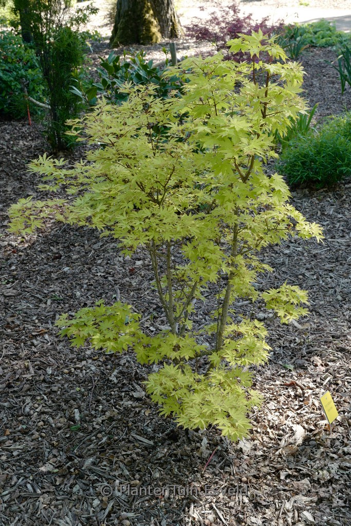 Acer palmatum ‚Anne Irene‘