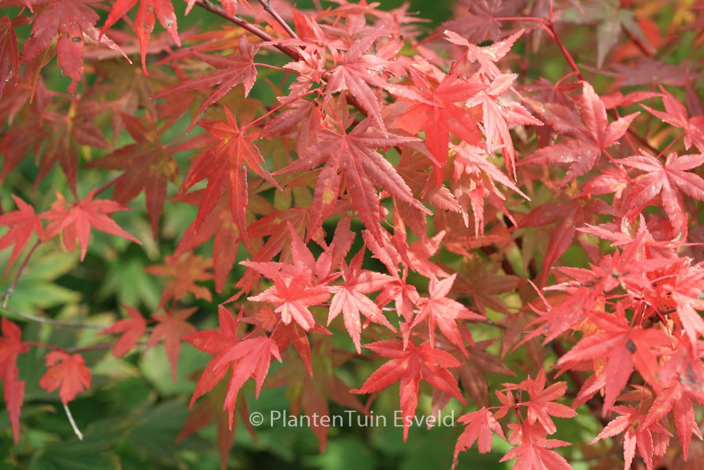 Acer palmatum ‚Ao-ba-nishiki‘