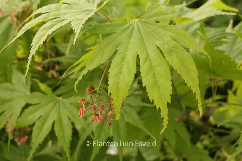 Acer palmatum ‚Ao-meshime-no-uchi-shidare‘