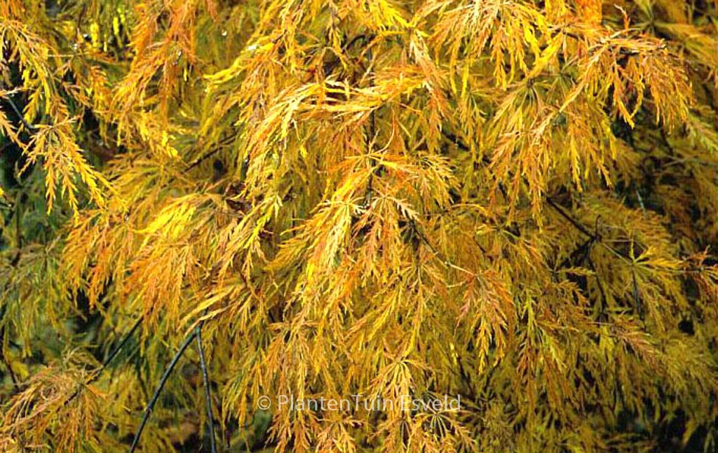 Acer palmatum ‚Ao-shidare‘