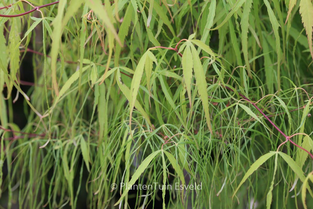 Acer palmatum ‚Ao-shime‘