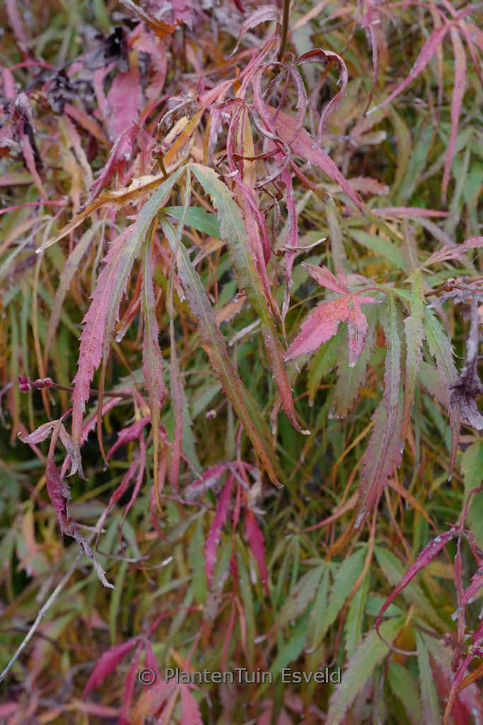 Acer palmatum ‚Ao-yagi-gawa‘