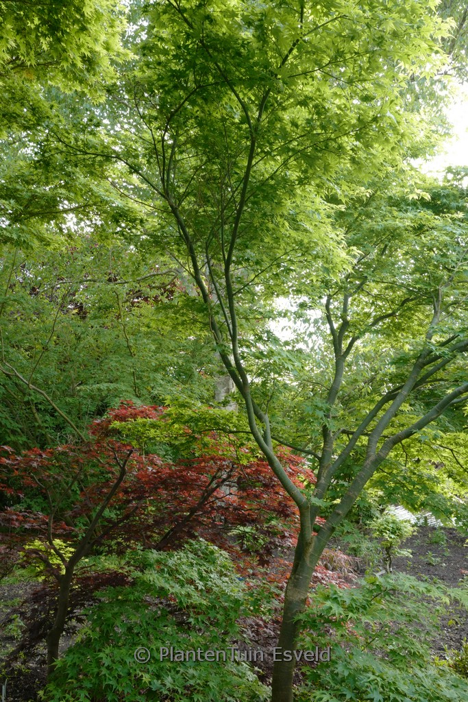 Acer palmatum ‚Ao-yagi‘