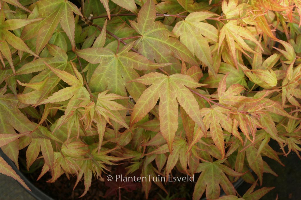 Acer palmatum ‚Aoba-joh‘