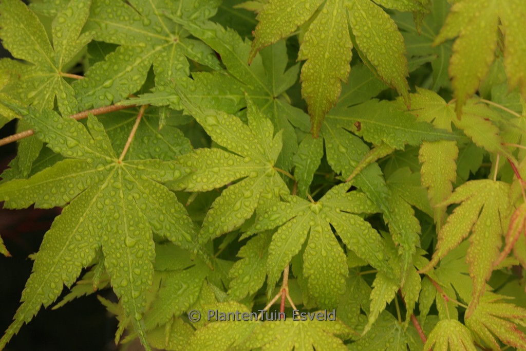 Acer palmatum ‚Ara-kawa-hime‘