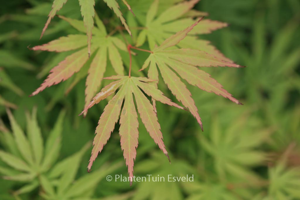 Acer palmatum ‚Arakawa-ukon‘