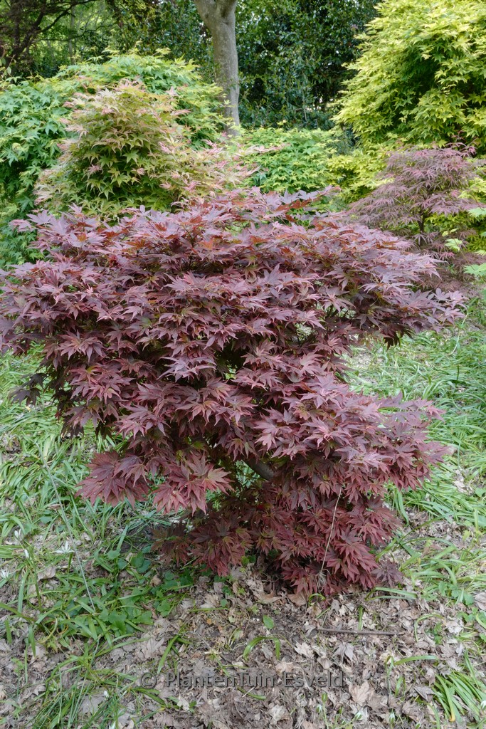 Acer palmatum ‚Aratama‘