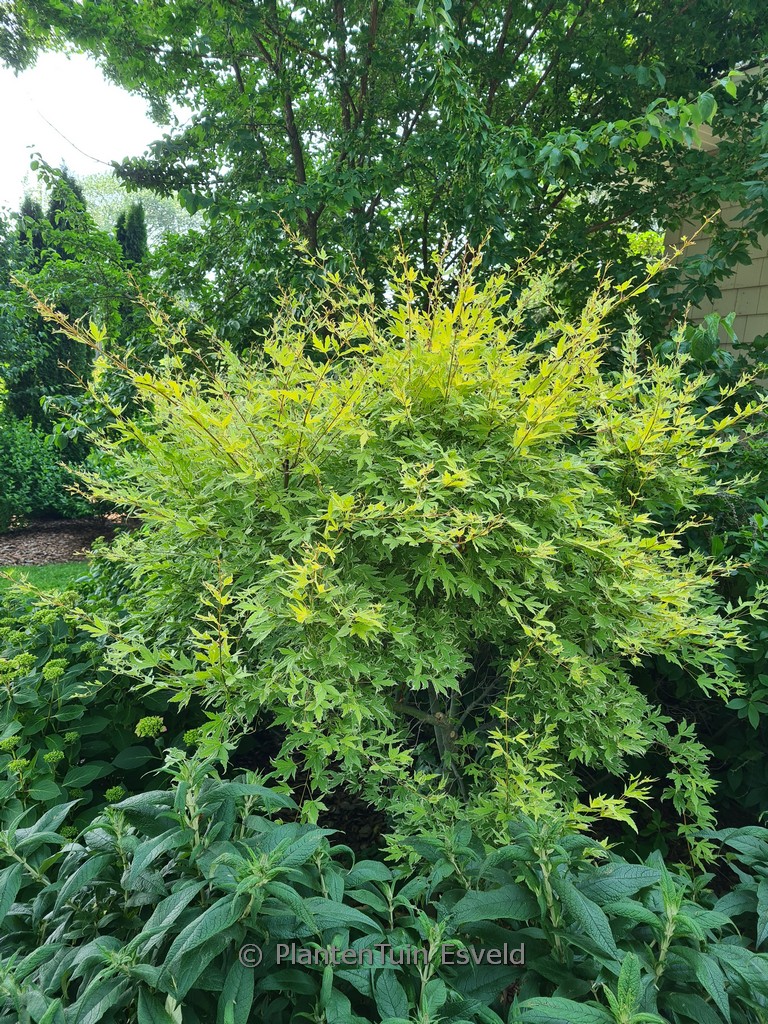 Acer palmatum ‚Arjos1‘ (METAMORPHOSA)