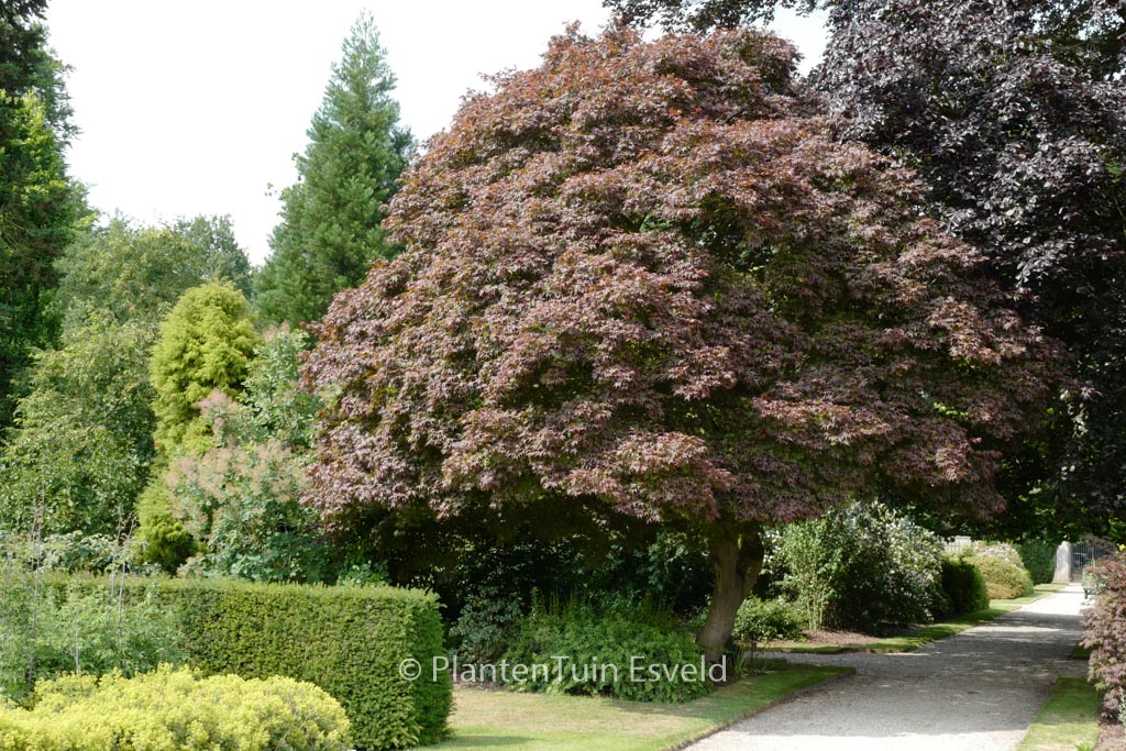Acer palmatum ‚Atropurpureum‘