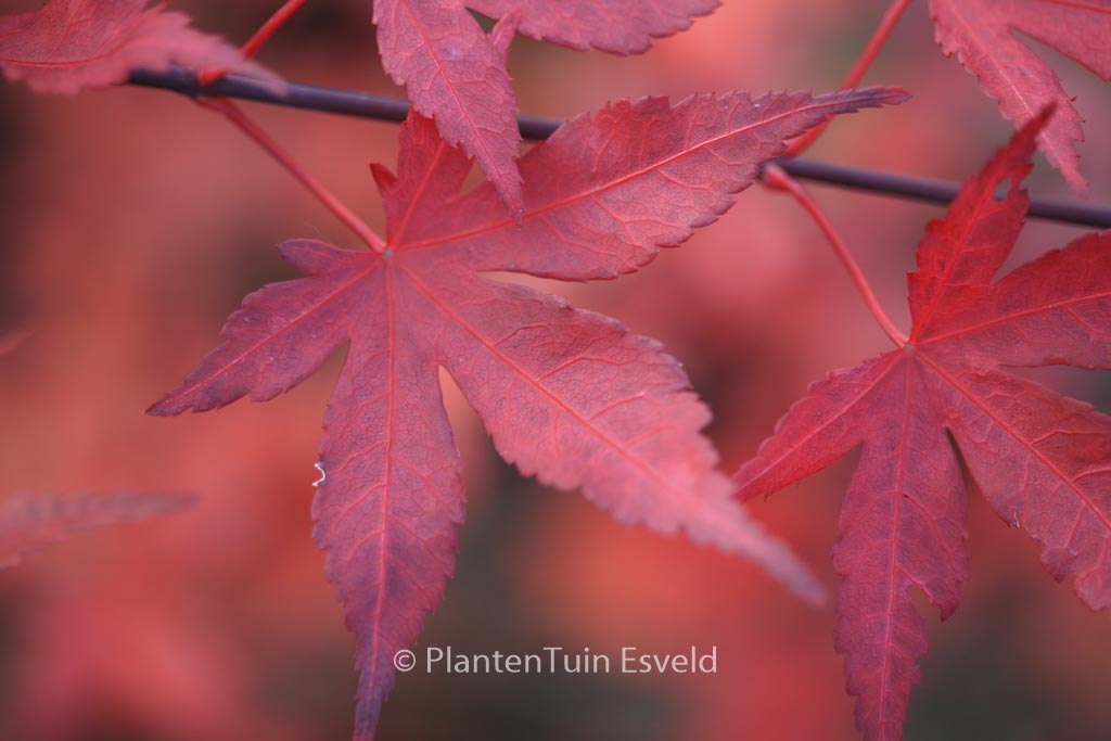 Acer palmatum ‚Attraction‘