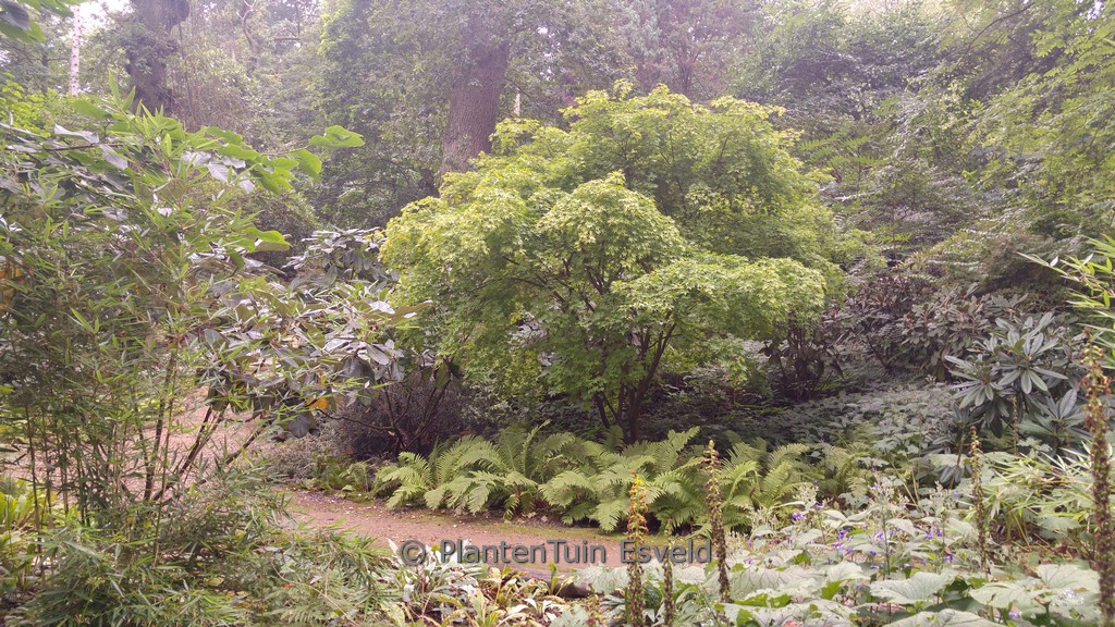 Acer palmatum ‚Aureum‘