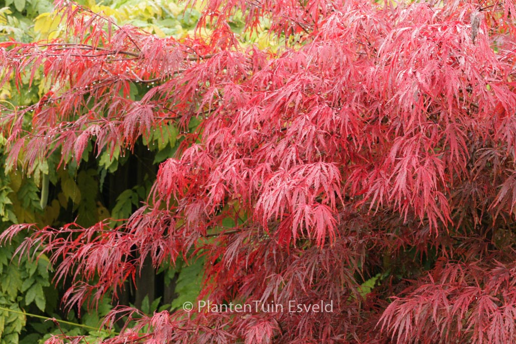 Acer palmatum ‚Autumn Fire‘