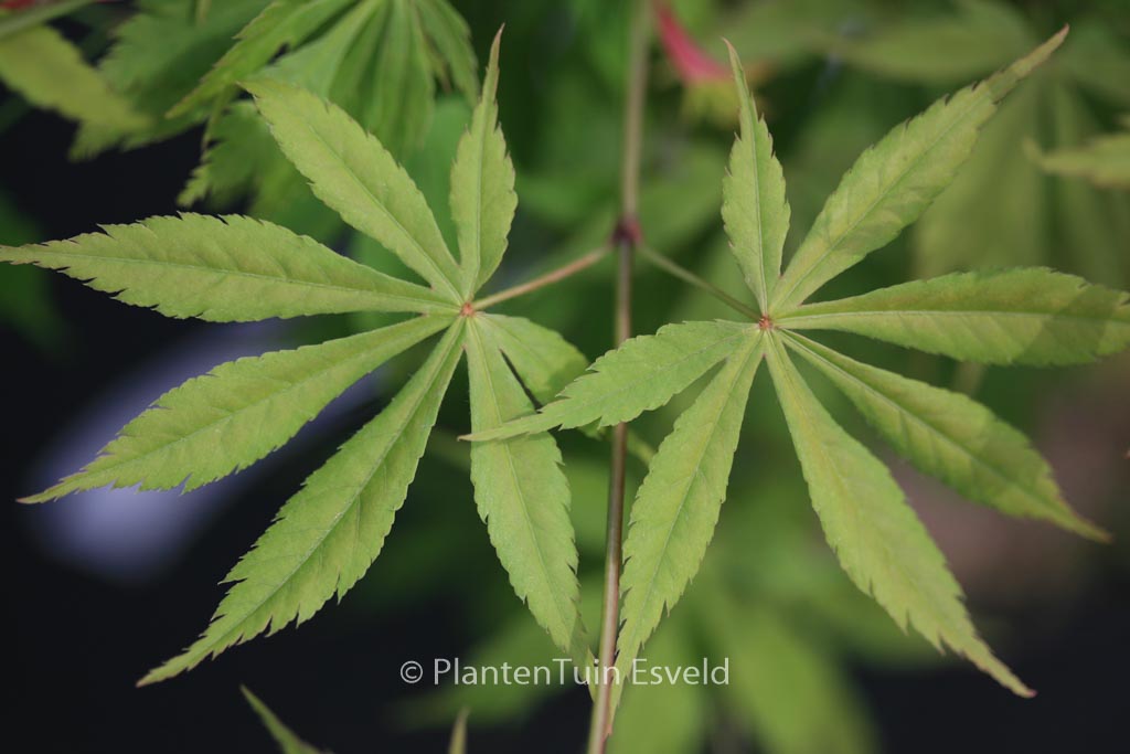 Acer palmatum ‚Autumn Showers‘