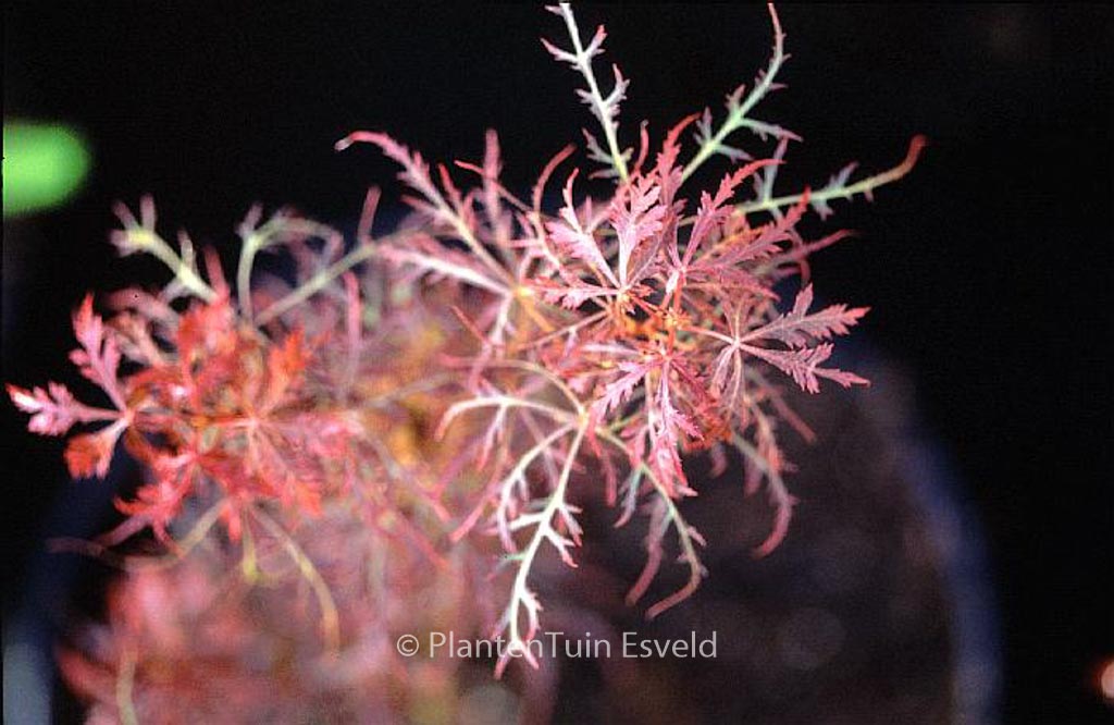 Acer palmatum ‚Baby Lace‘