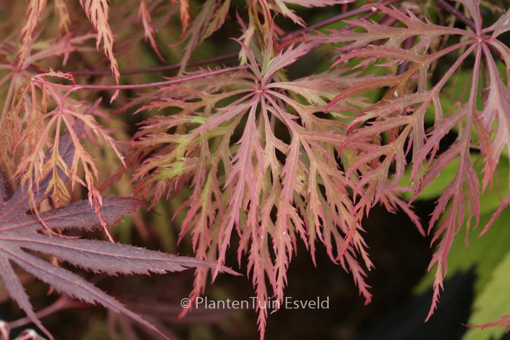 Acer palmatum ‚Baldsmith‘