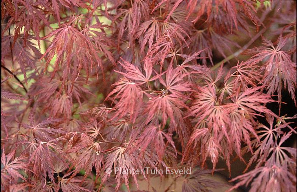 Acer palmatum ‚Barrie Bergman‘