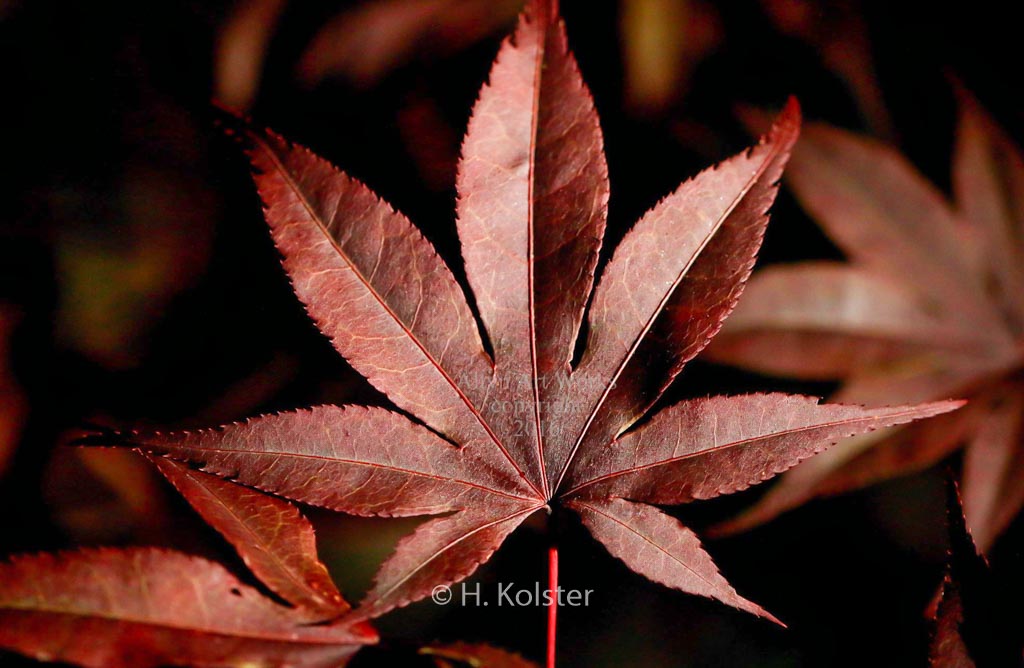 Acer palmatum ‚Baumel‘