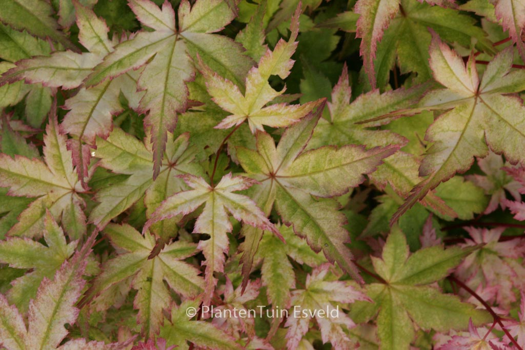 Acer palmatum ‚Beni-chidori‘