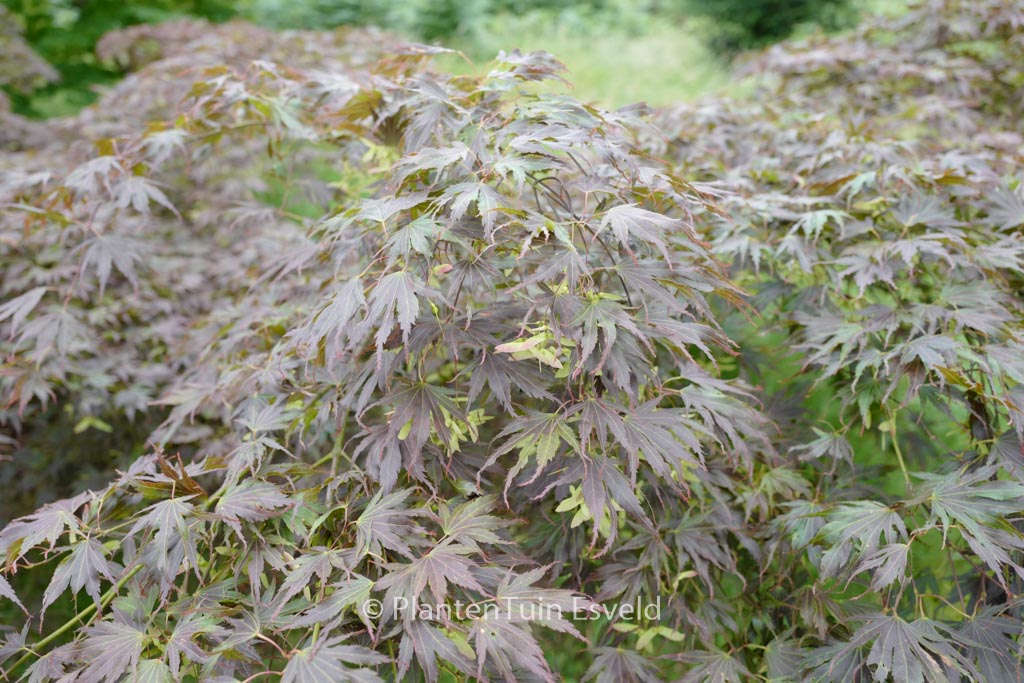 Acer palmatum ‚Beni-gasa‘