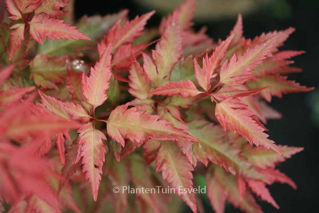 Acer palmatum ‚Beni-hagaromo‘