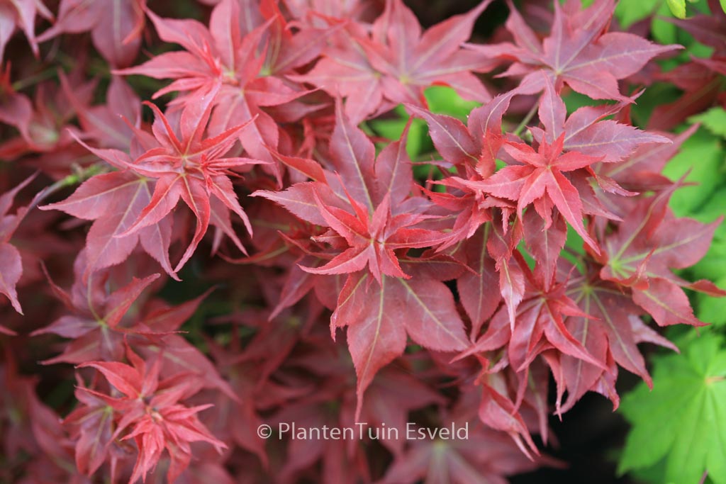 Acer palmatum ‚Beni-hoshi‘