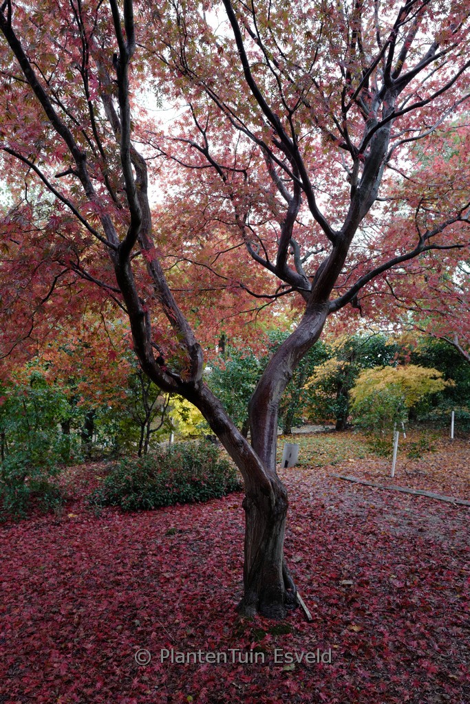 Acer palmatum ‚Beni-kagami‘