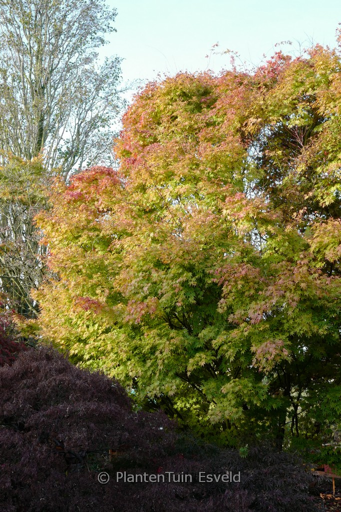 Acer palmatum ‚Beni-kawa‘