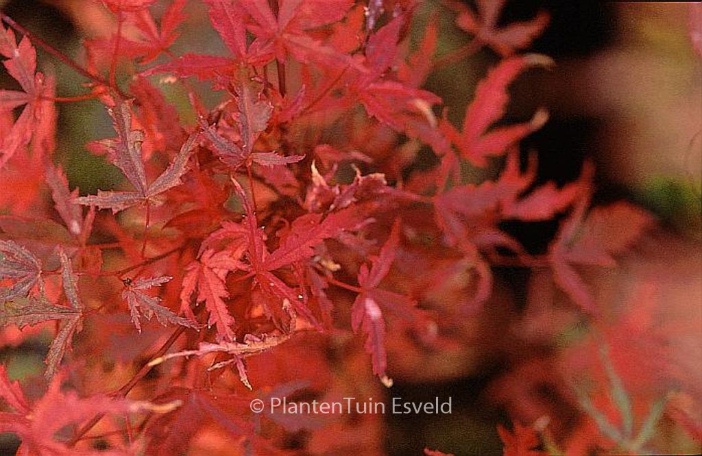 Acer palmatum ‚Beni-komachi‘