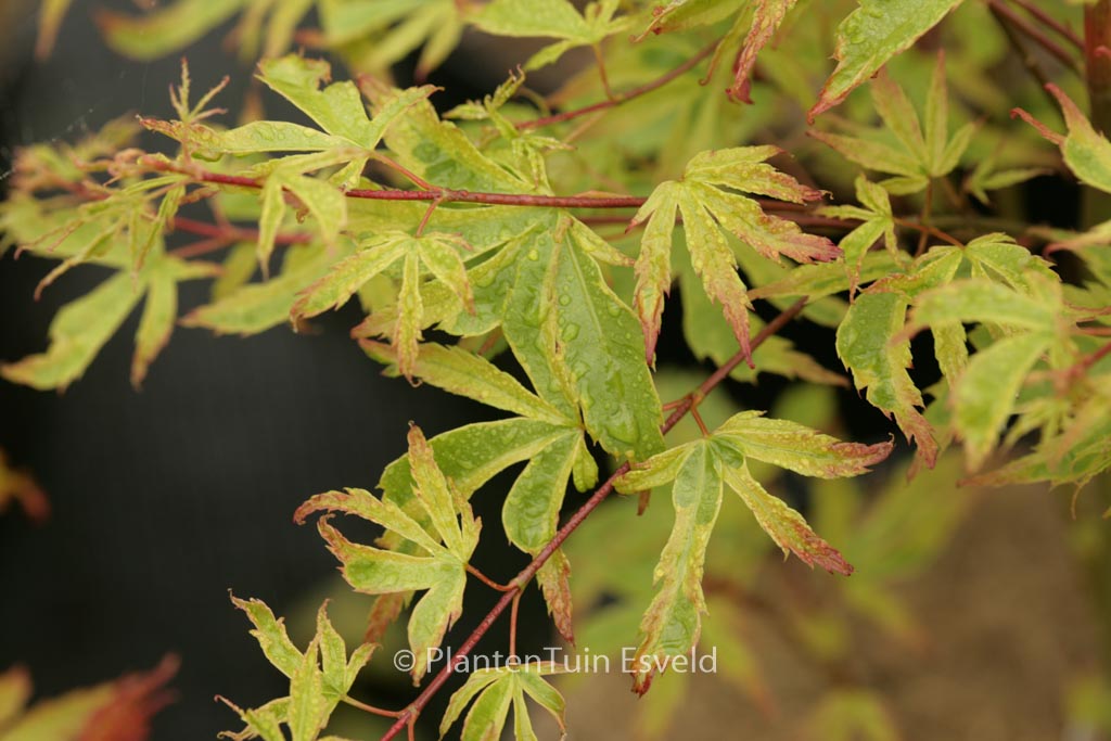 Acer palmatum ‚Beni-kosode‘