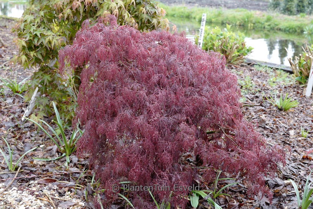 Acer palmatum ‚Beni-kumo-no-su‘