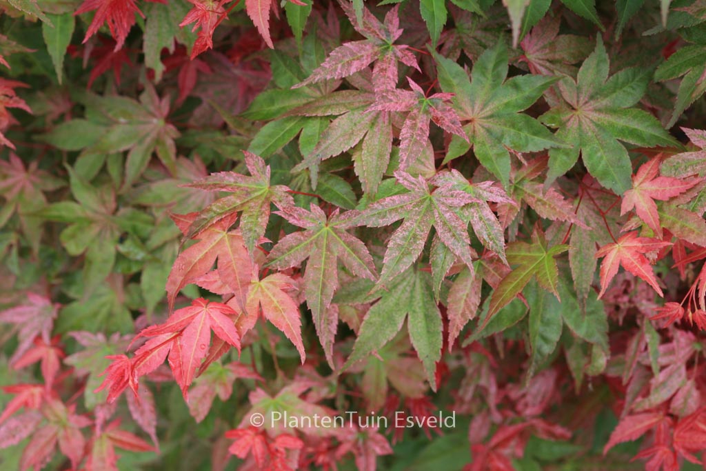Acer palmatum ‚Beni-maiko‘