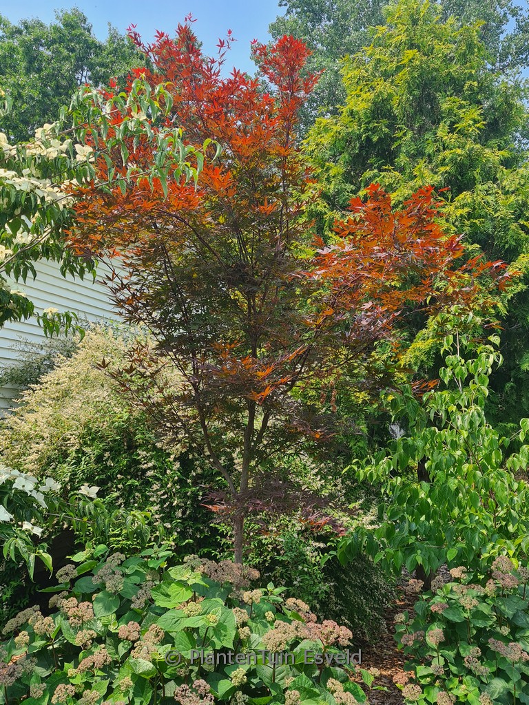Acer palmatum ‚Beni-ohtake‘