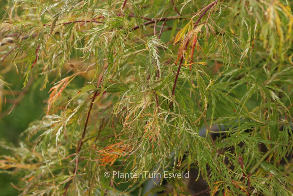 Acer palmatum ‚Beni-shidare‘
