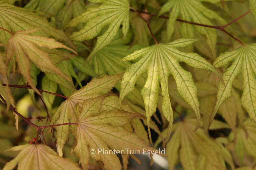 Acer palmatum ‚Beni-shigatatsu-sawa‘