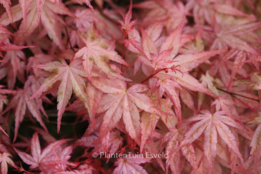 Acer palmatum ‚Beni-tsukasa‘
